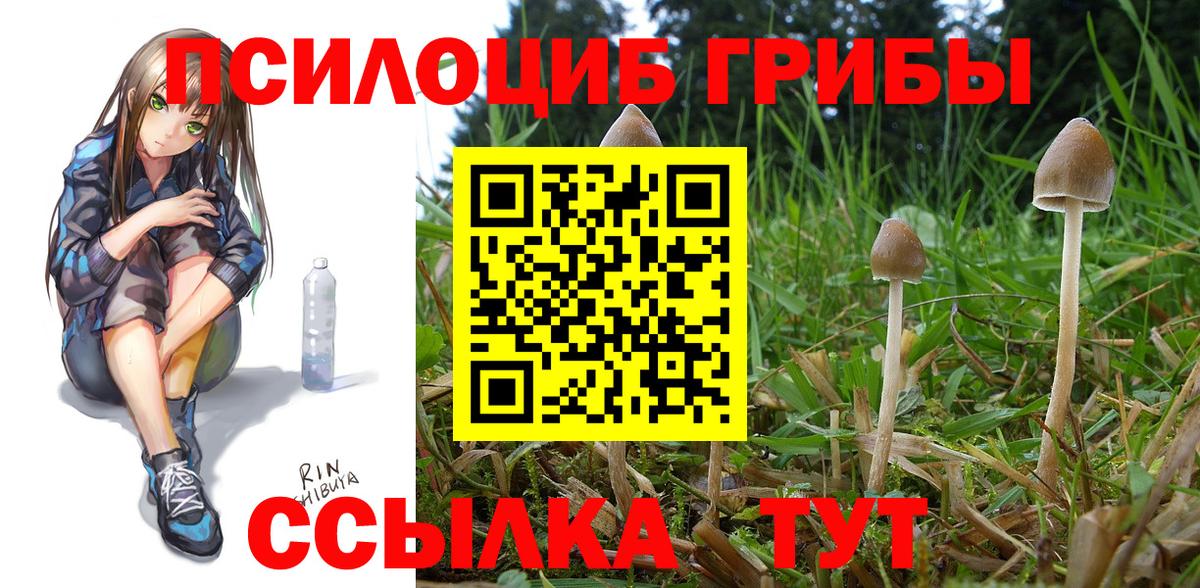Иваново  Псилоцибиновые грибы Cubensis  Вход с VPN 